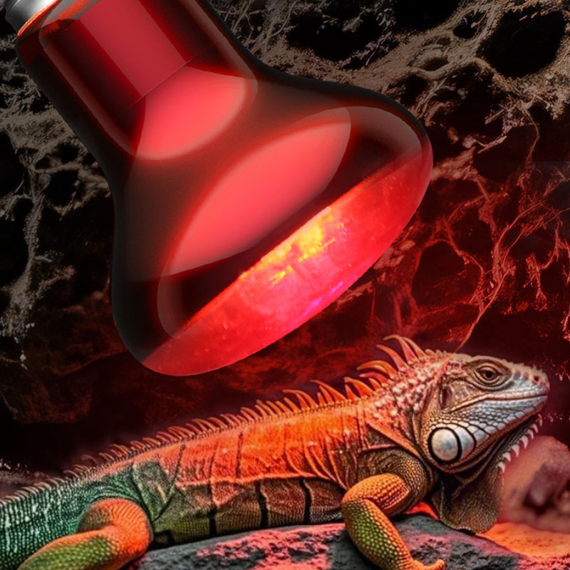 Gecko Lighting & Decor - Reptilien-Wärmelampe 100V/220V Infrarot-Glühbirne für Haustier-Gecko Amphibien-Terrarium