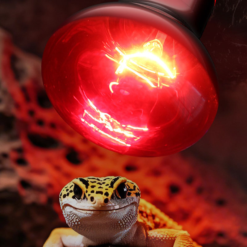 Reptilien-Wärmelampe 100V/220V – Gecko Lighting & Decor Bewertung und Preis
