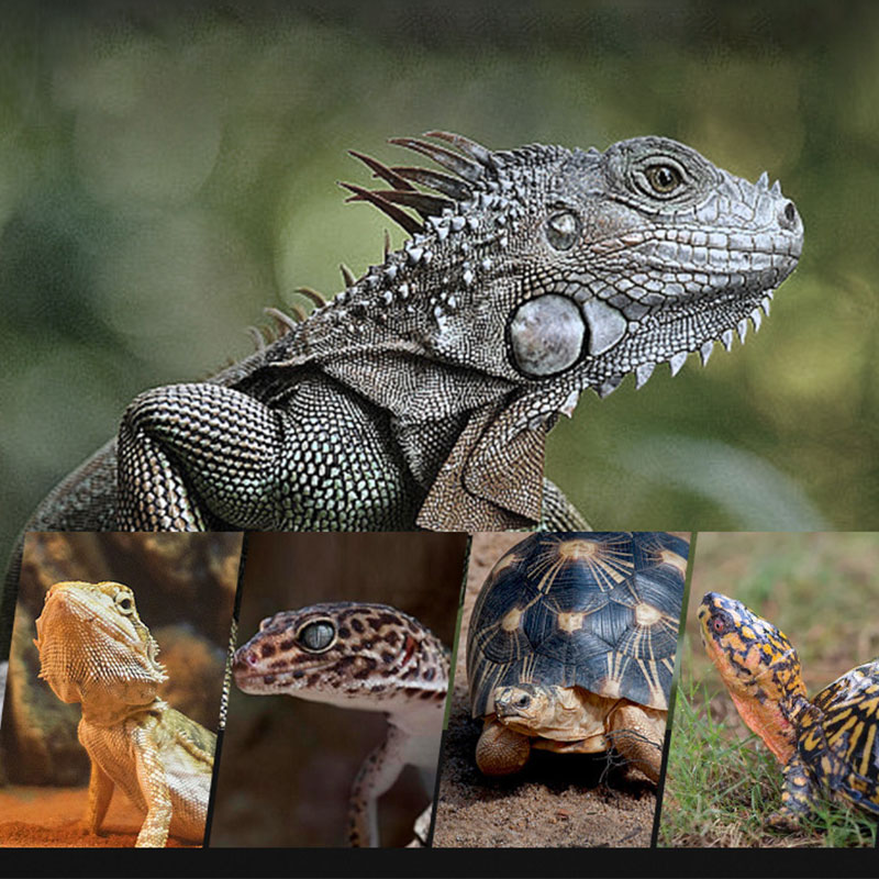 Reptilien-Wärmelampe 100V/220V – Gecko Lighting & Decor Bewertung und Preis